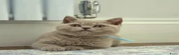 British Shorthair cats for sale: Chunky Teddy Bear ✨ Pure British Shorthair Kittens - Advert 23