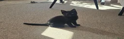 Mixed Breed cats for sale: A very cute black female kitten is for sale. in Bognor Regis - Advert 2