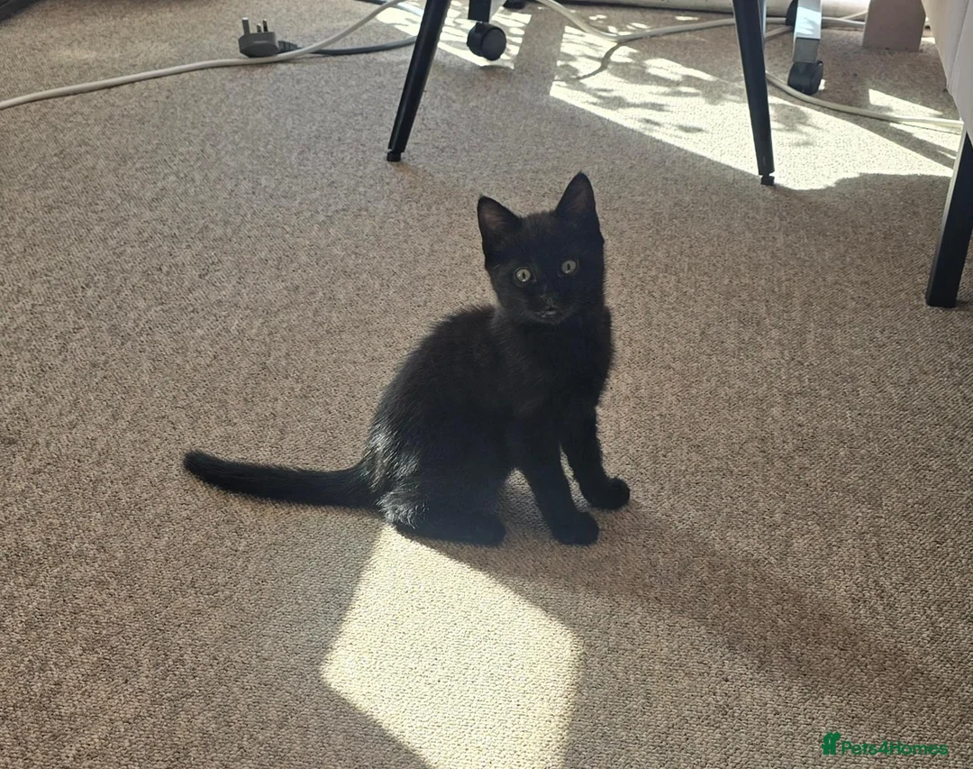 Mixed Breed cats for sale: A very cute black female kitten is for sale. in Bognor Regis - Advert 2
