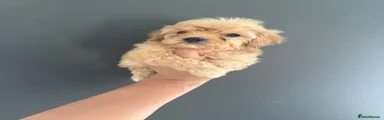 Cavapoo Puppy 7