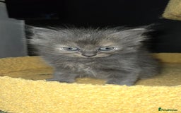 Maine Coon cats for sale: Amazing Mainecoon - Advert 8