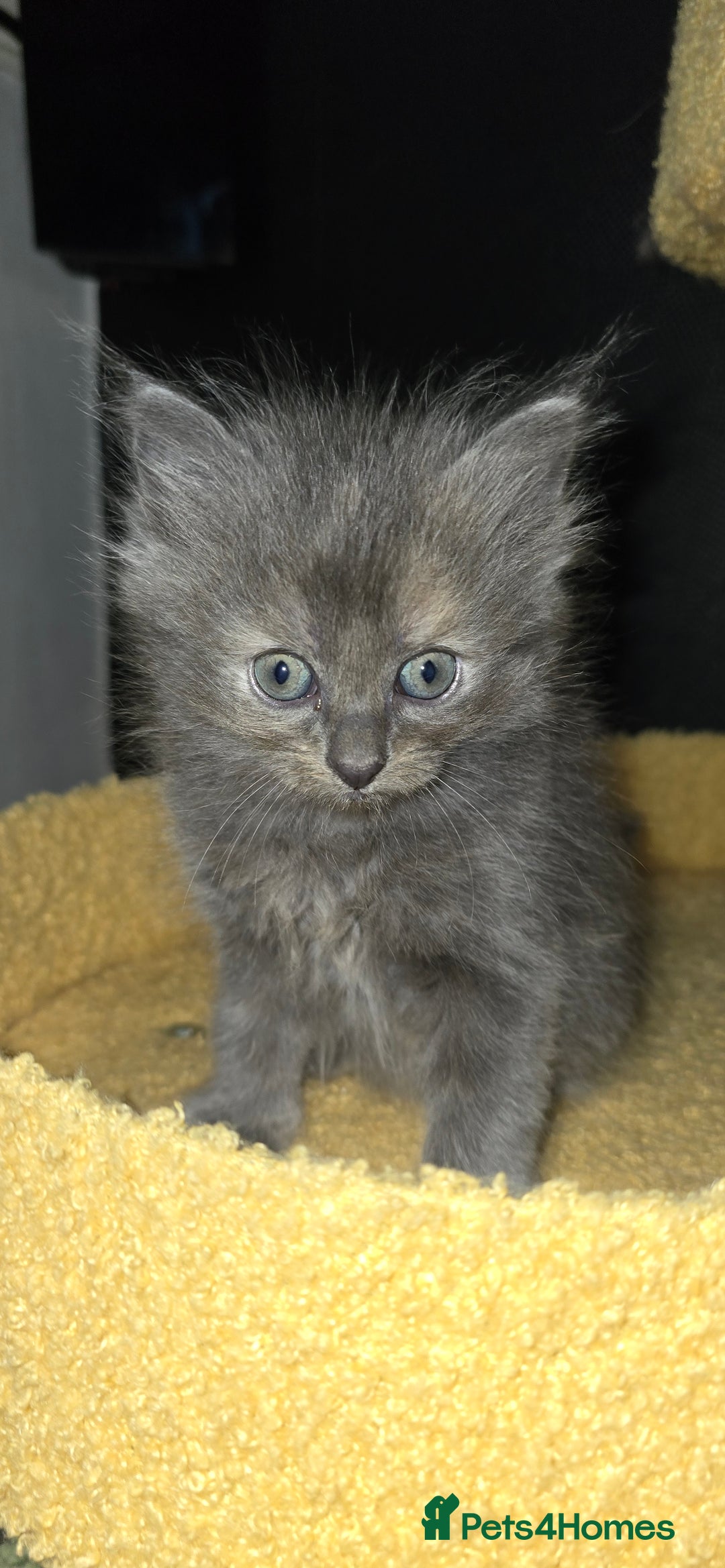 Maine Coon cats for sale: Amazing Mainecoon - Advert 8