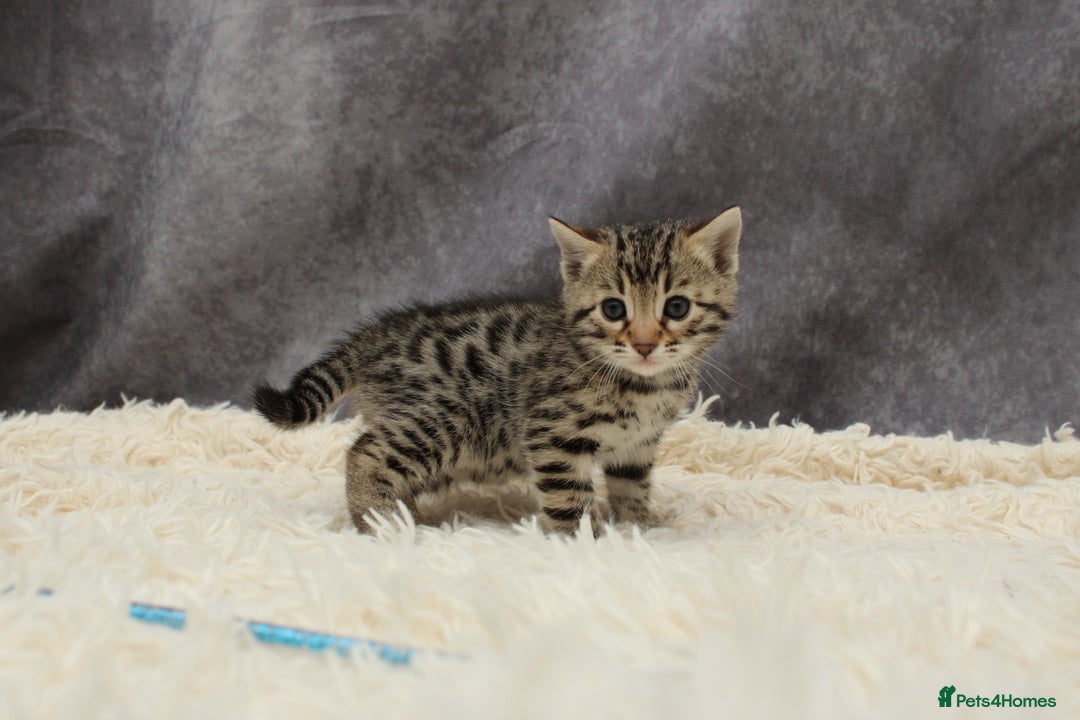 Bengal cats for sale: 🔥Stunning Bengals ready for reservation🔥 - Image 11