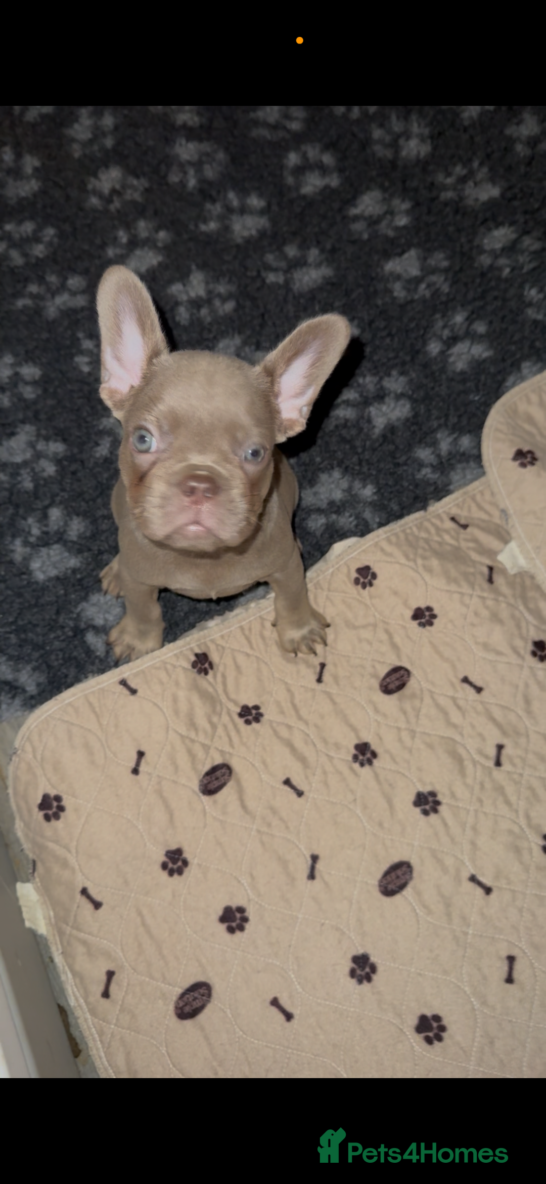 French Bulldog dogs for sale: French Bulldog Puppies READY NOW - Advert 3