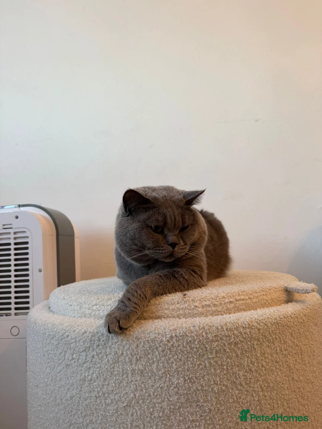 British Shorthair cats for sale: Beautiful British shorthair kittens in Broxbourne - Advert 37