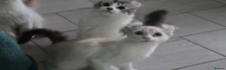 American Curl cats for sale: Beautiful, playful Rare American Curl Kittens - Advert 30