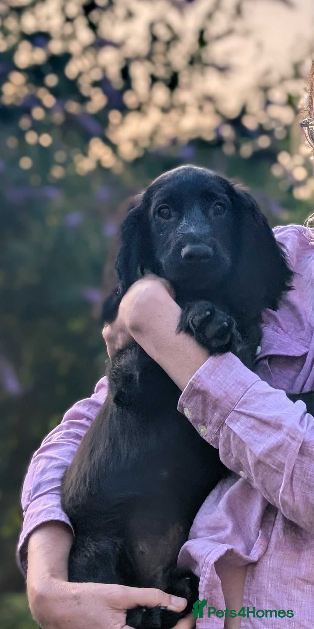 Sprocker dogs for sale: Black male Sprocker Spaniel -- 12 weeks  - Image 6
