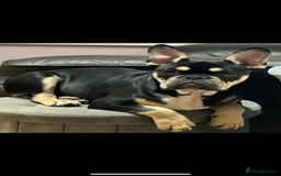 Mixed Breed dogs for sale: French bulldog x olde tyme bulldog - Image 1