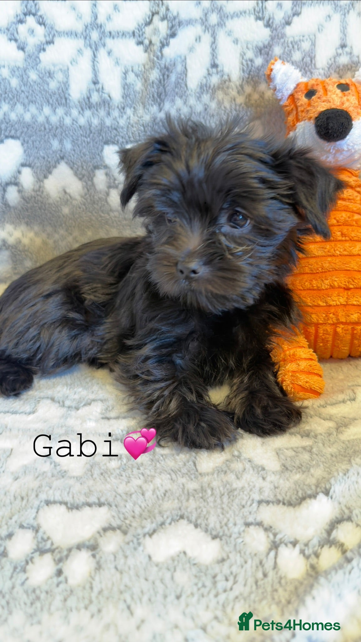 Yorkshire Terrier dogs Black Girls  Yorkshire Terrier Ready Now - Advert 4