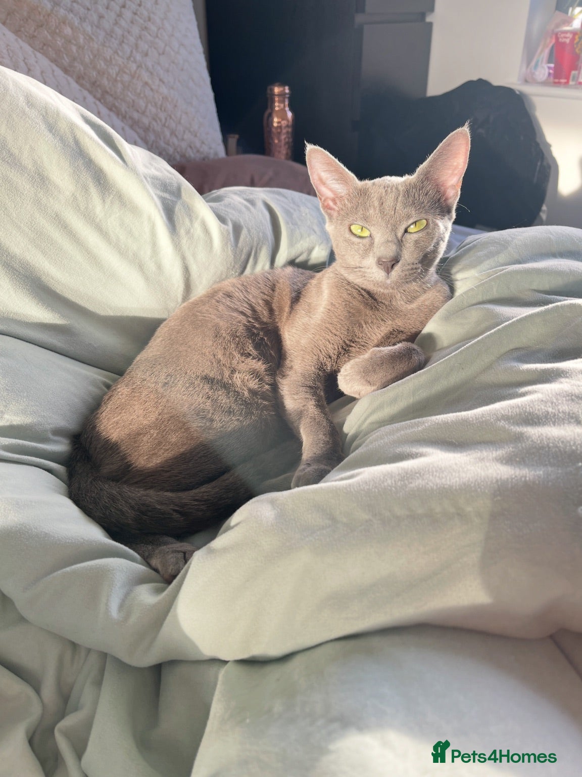 Russian Blue cats Russian Blue Kittens | TICA & GCCF | Stockport  - Advert 2