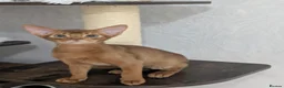 Abyssinian cats for sale: Stunning Abyssinian baby - Advert 5