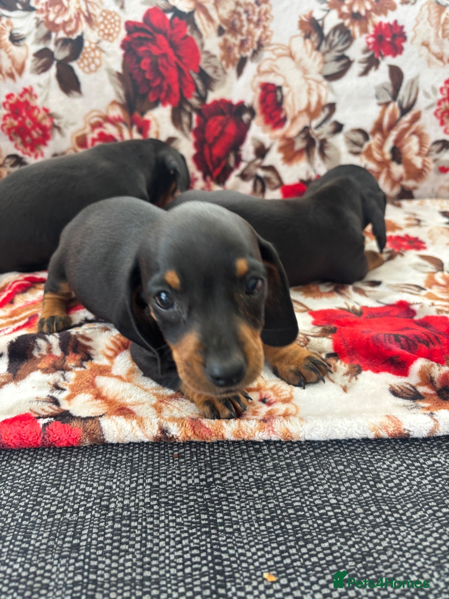 Dachshund dogs Beautiful nine week old dash hound puppies - Advert 6