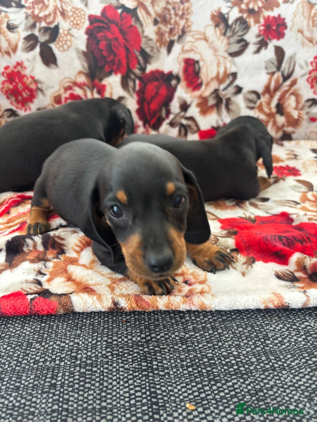 Dachshund dogs for sale: Beautiful nine week old dash hound puppies - Advert 1