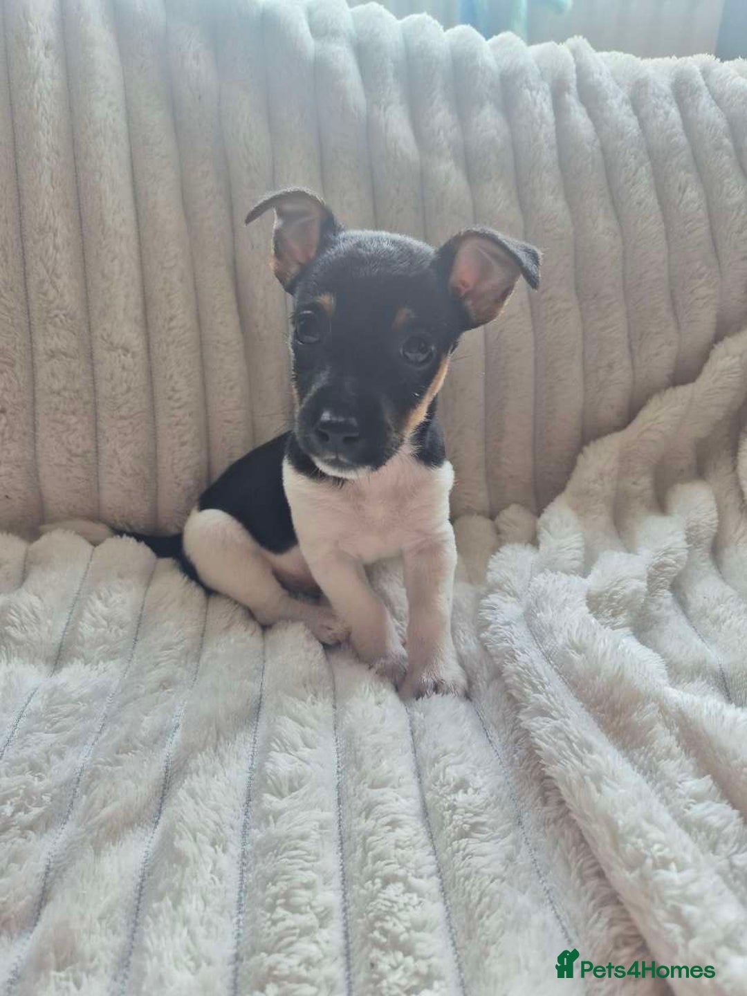 Jack Russell dogs for sale: 1 male jack russell pup - Image 1