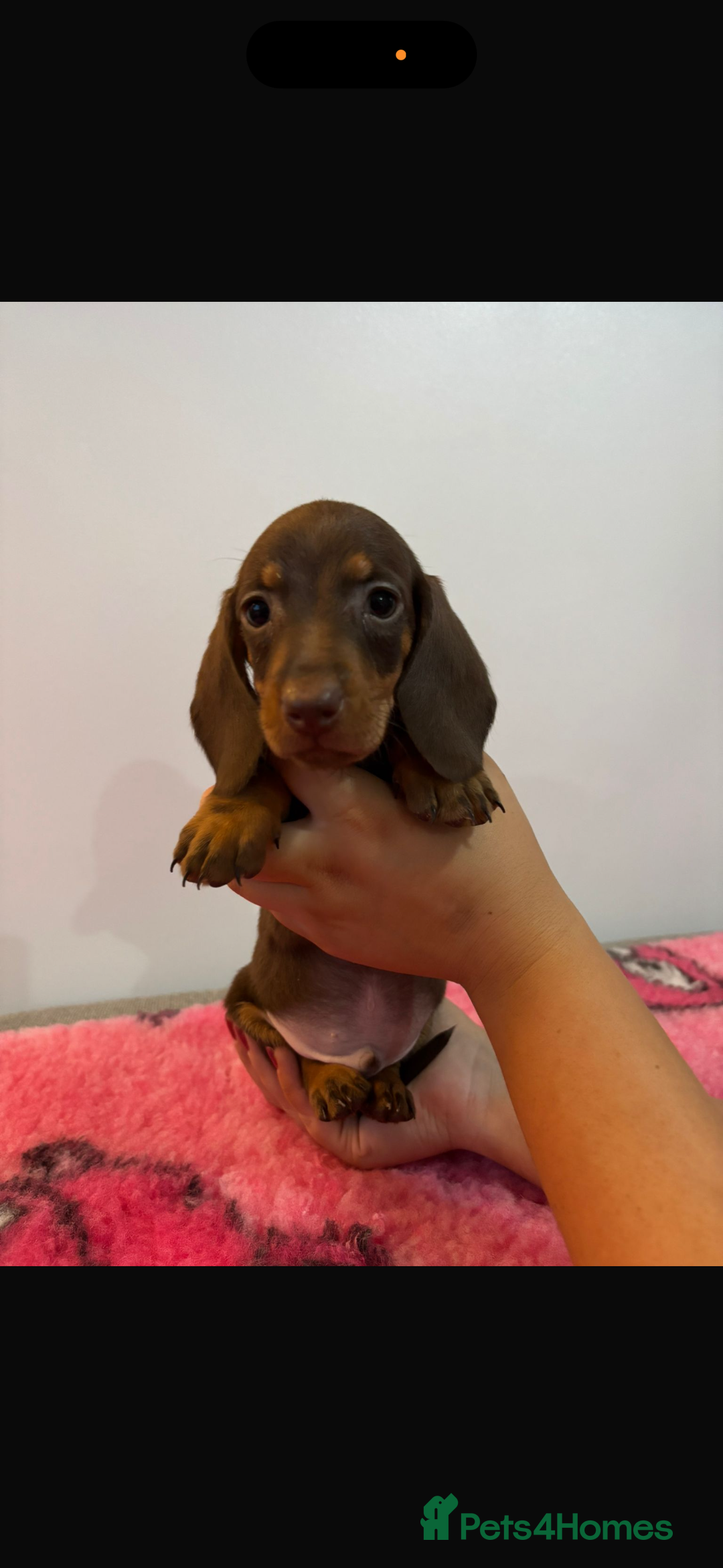 Miniature Dachshund dogs for sale: Kc registered miniature dachshunds - Advert 11