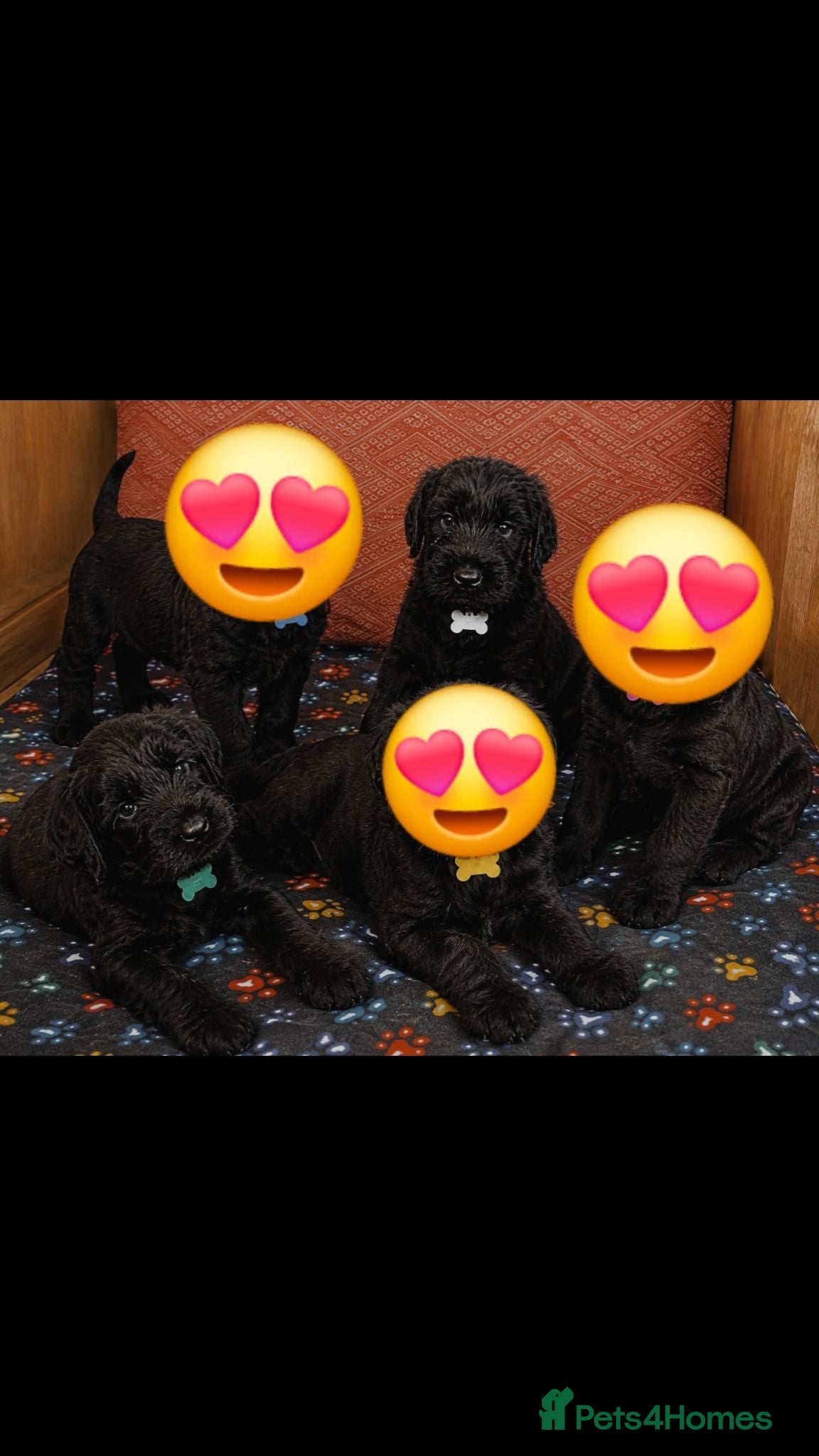 Giant Schnauzer dogs 2 male Giant schnauzer puppy's remaining  - Advert 5