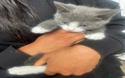 Mixed Breed cats for sale: Beautiful kittens  - Image 13