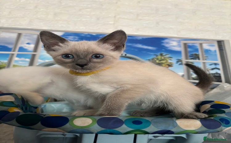 Ragdoll cats - Advert 1