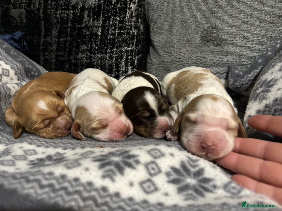 Cocker Spaniel dogs for sale: ✨ Cocker Spaniel Puppies ✨ - Advert 18