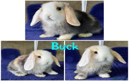 Mini Lop rabbits for sale: Pure breed mini lop  - Image 4