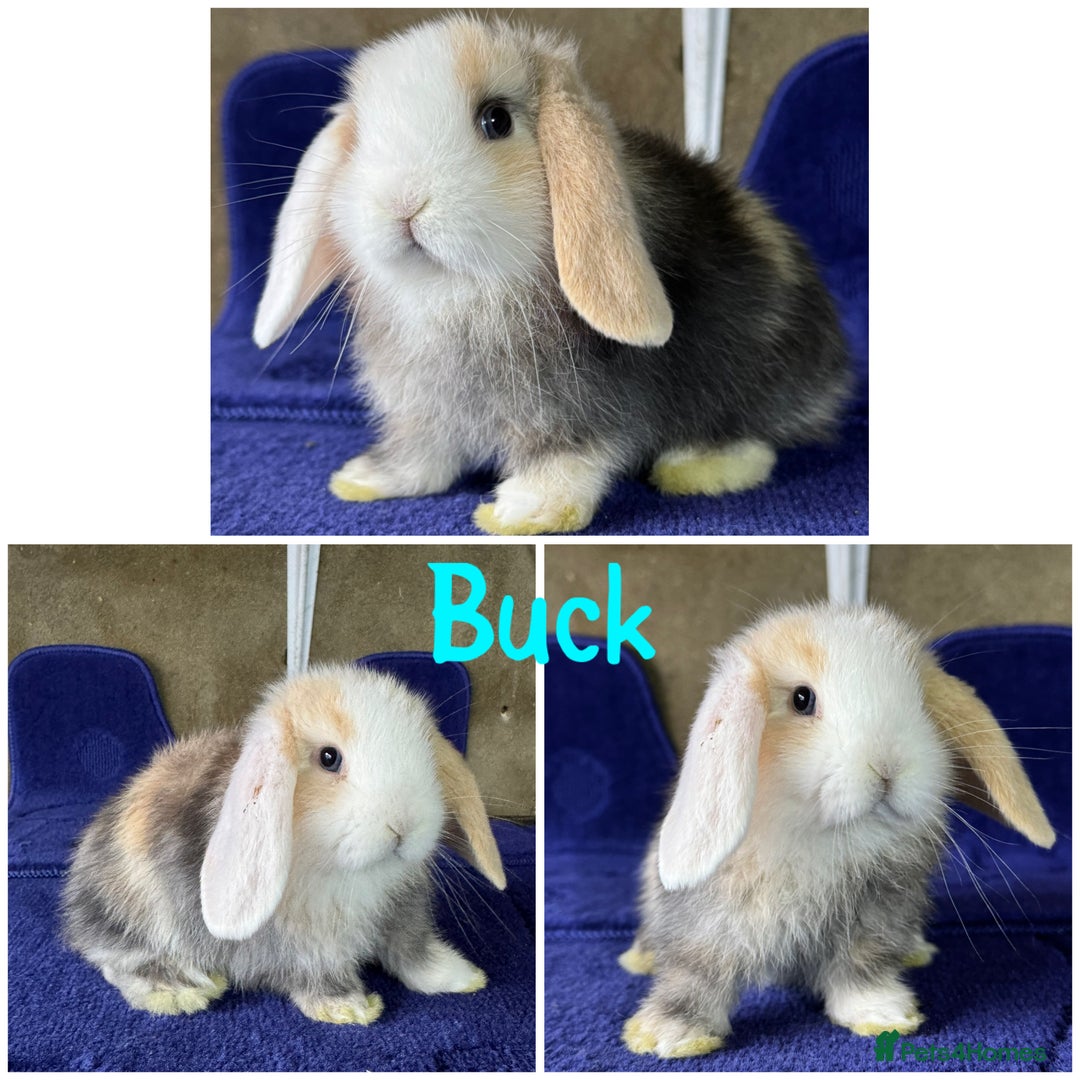 Mini Lop rabbits for sale: Pure breed mini lop  - Image 4