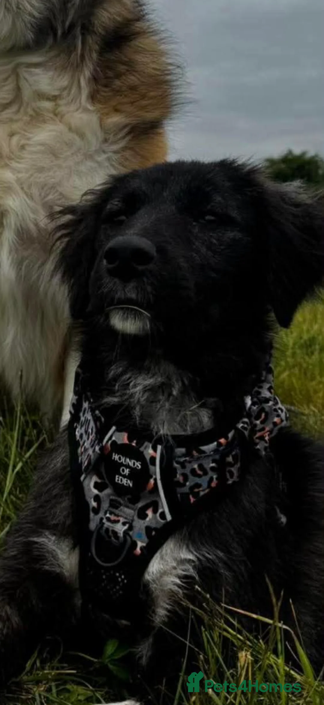 Mixed Breed dogs for adoption: Rogue is a 17 month Macedonian rescue  - Advert 2