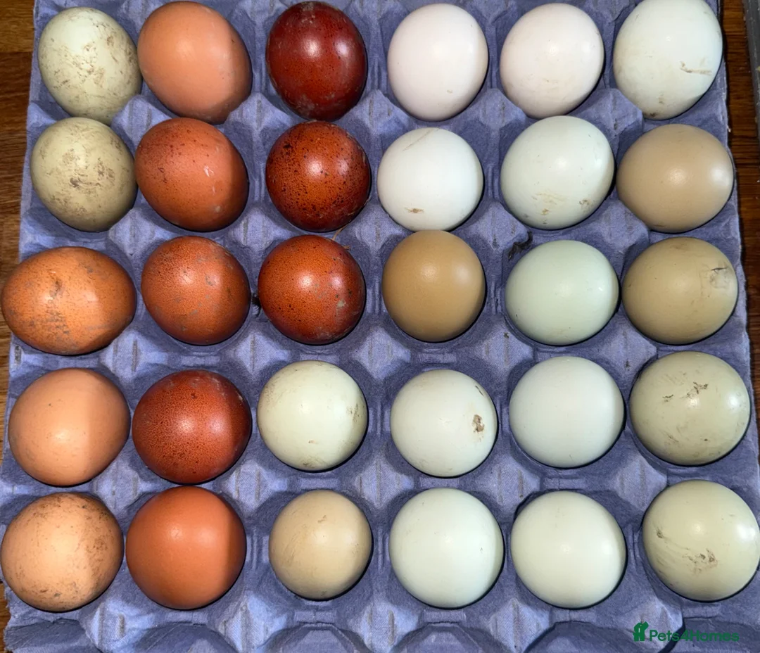 Chickens poultry for sale: Laying hens  - Advert 7