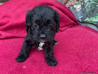 Cockapoo dogs American cockapoos - yankydoodles - Advert 1