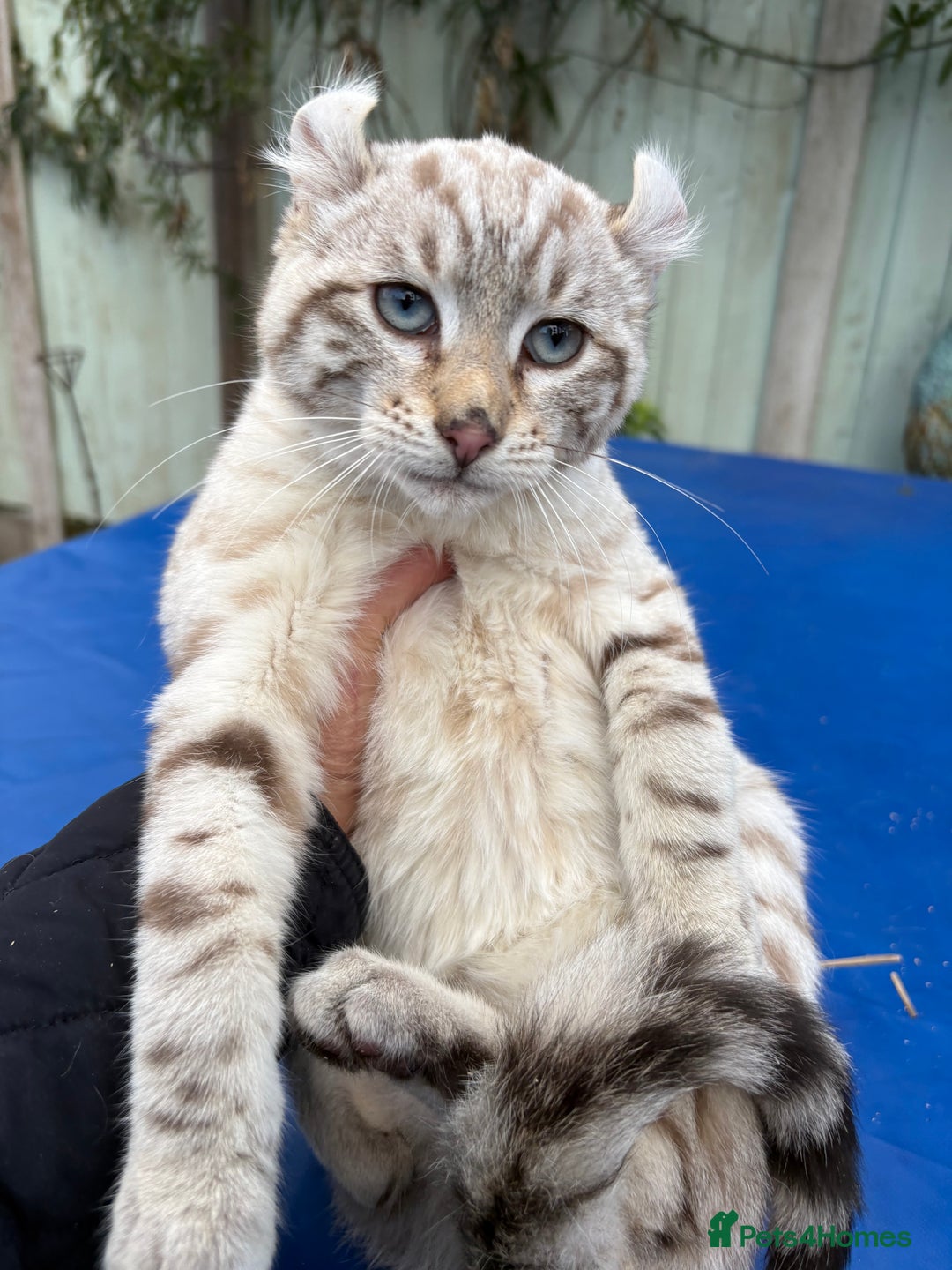 Savannah cats for sale: Superb snow leopard male  - Advert 24