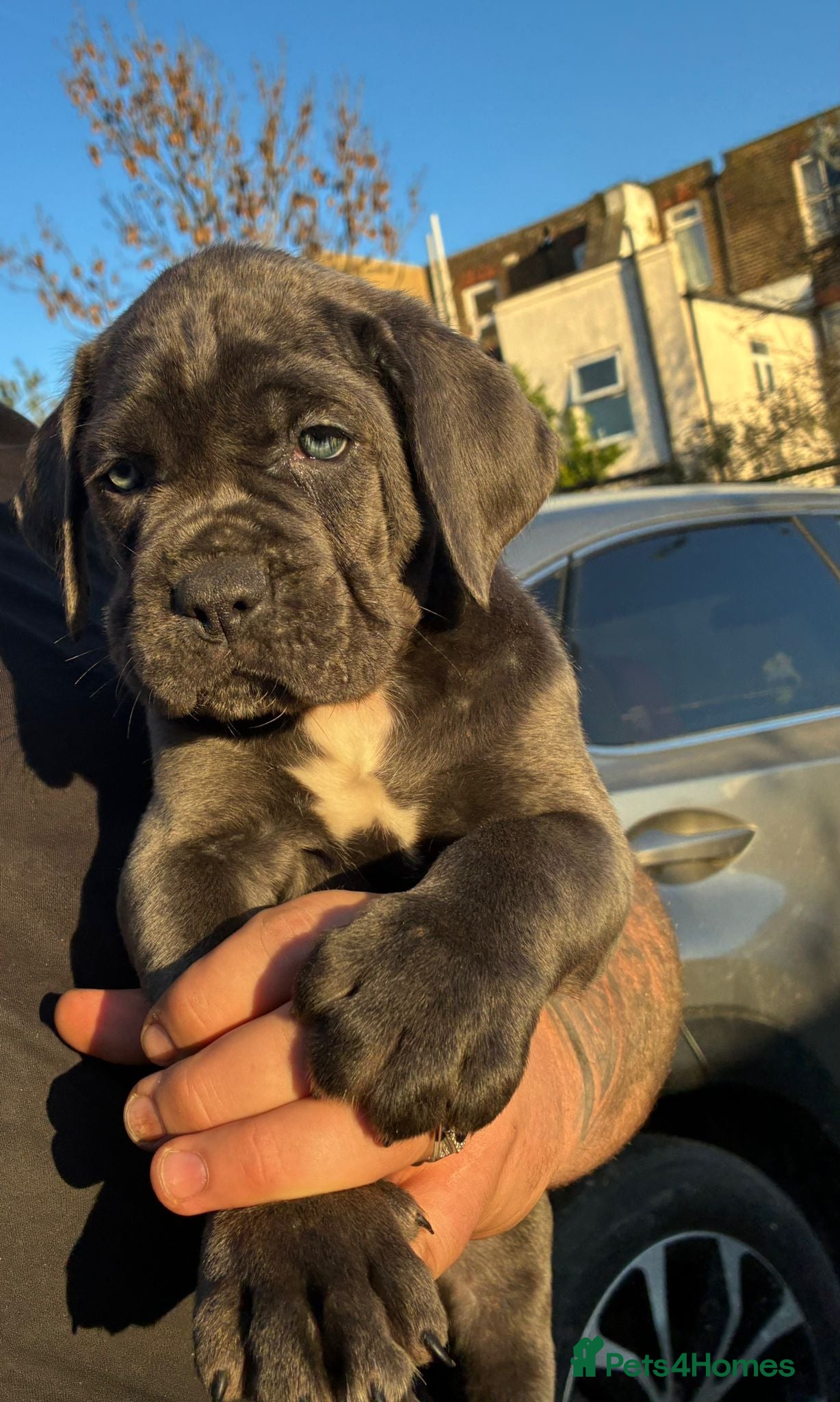 Cane Corso dogs Cane corso puppy - Advert 3