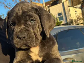 Cane Corso dogs Cane corso puppy - Advert 3