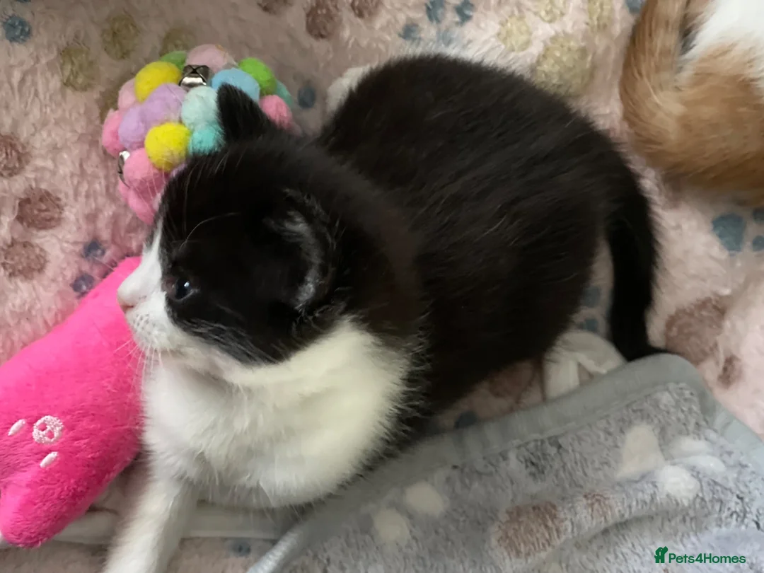 Mixed Breed cats for sale: 1 male and 1 female kitten  - Advert 7