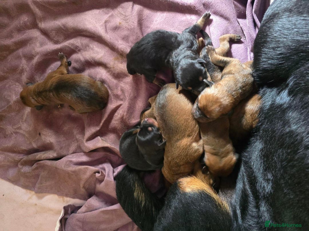 Rottweiler dogs for sale: Beautiful Rottweiler With a Loving Personality 🐕 - Advert 12