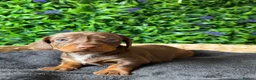 Miniature Dachshund dogs for sale: STUNNING TRUE TO TYPE MINIATURE DACHSHUNDS - Advert 2