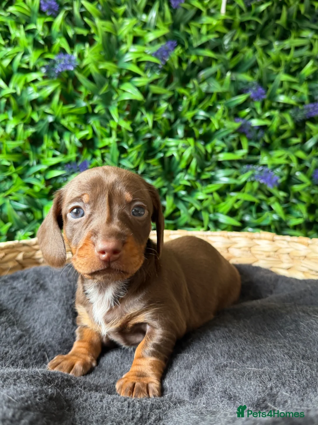 Miniature Dachshund dogs for sale: STUNNING TRUE TO TYPE MINIATURE DACHSHUNDS - Advert 2