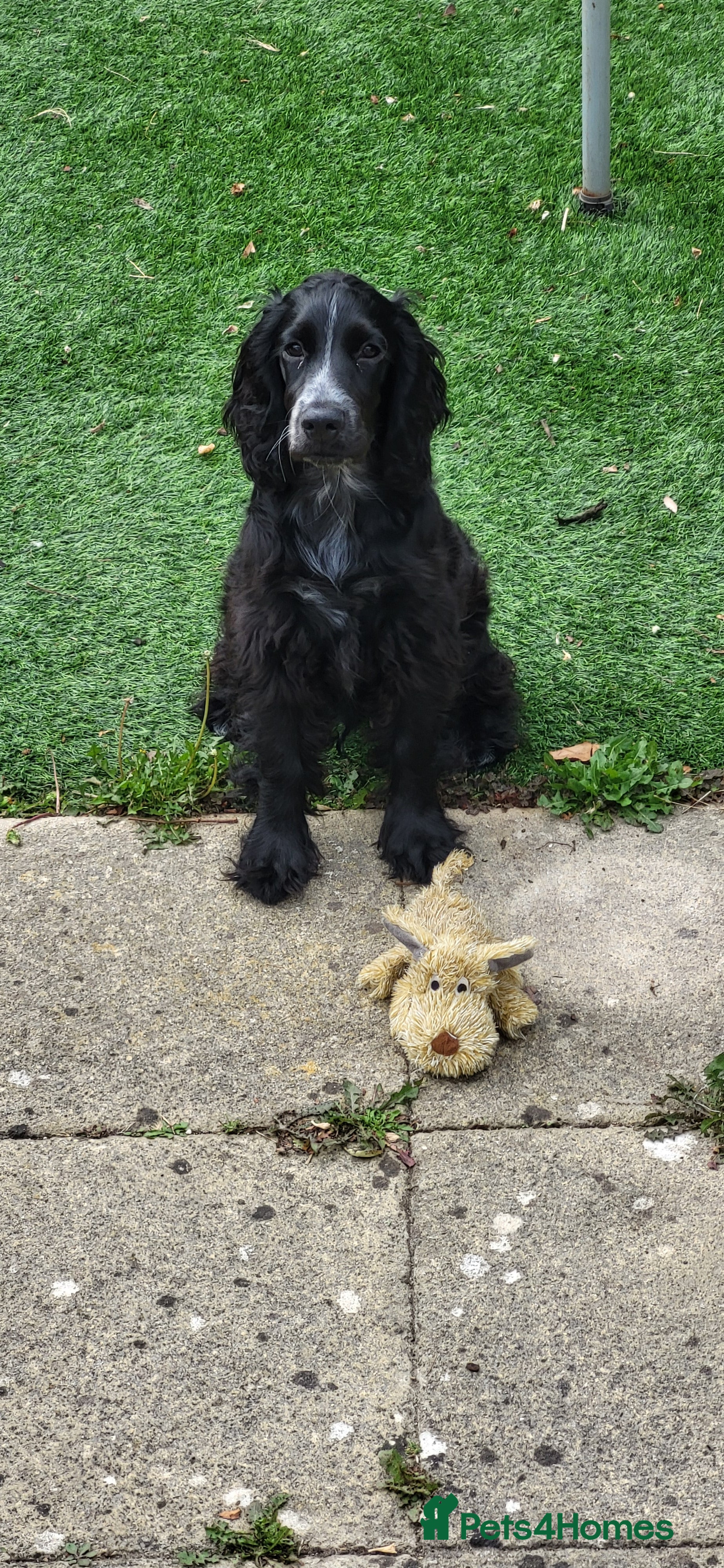 Cocker Spaniel dogs Meet Arlo - Advert 2