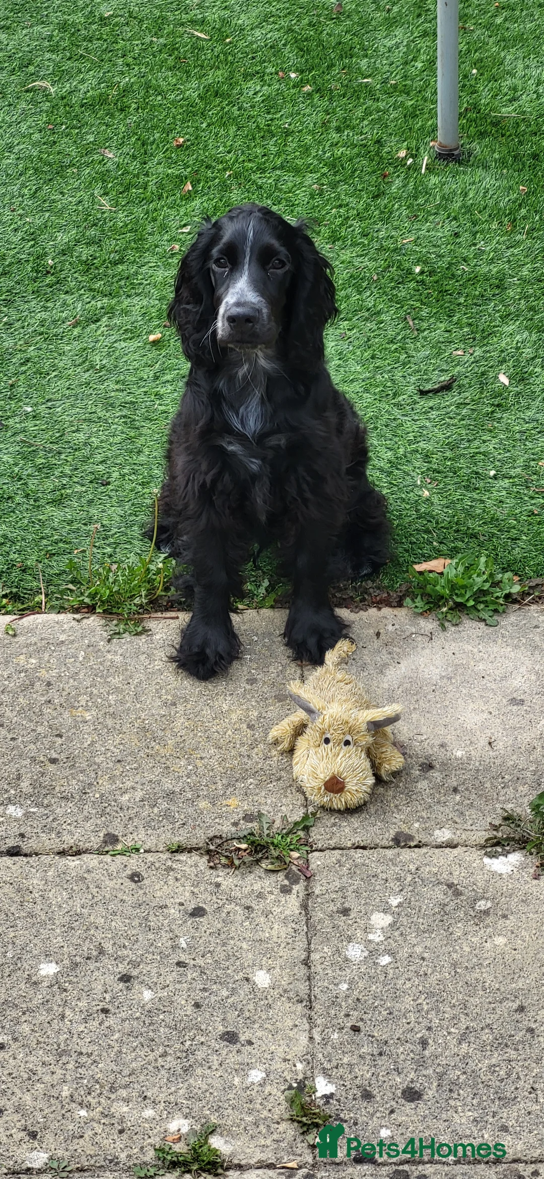 Cocker Spaniel dogs for sale: Meet Arlo - Advert 1