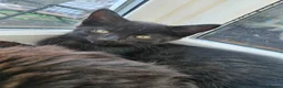 Mixed Breed cats for sale: 2 Black boys 1 Tuxedo Girl Ready Now - Advert 9