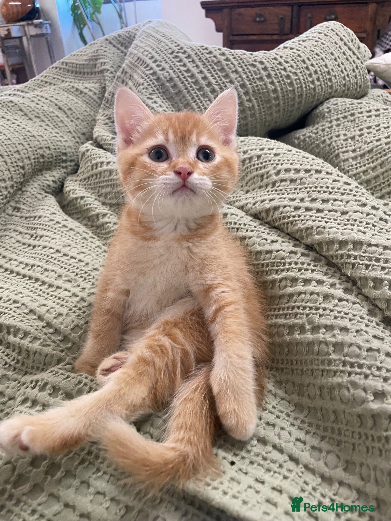 British Shorthair cats Beautiful kittens ready to go home  - Advert 1