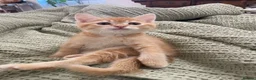 British Shorthair cats for sale: Beautiful kittens ready to go home  - Advert 1