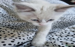 Ragdoll cats for sale: Beautiful Fluffy Ragdoll Kittens 💕🐱 - Image 7