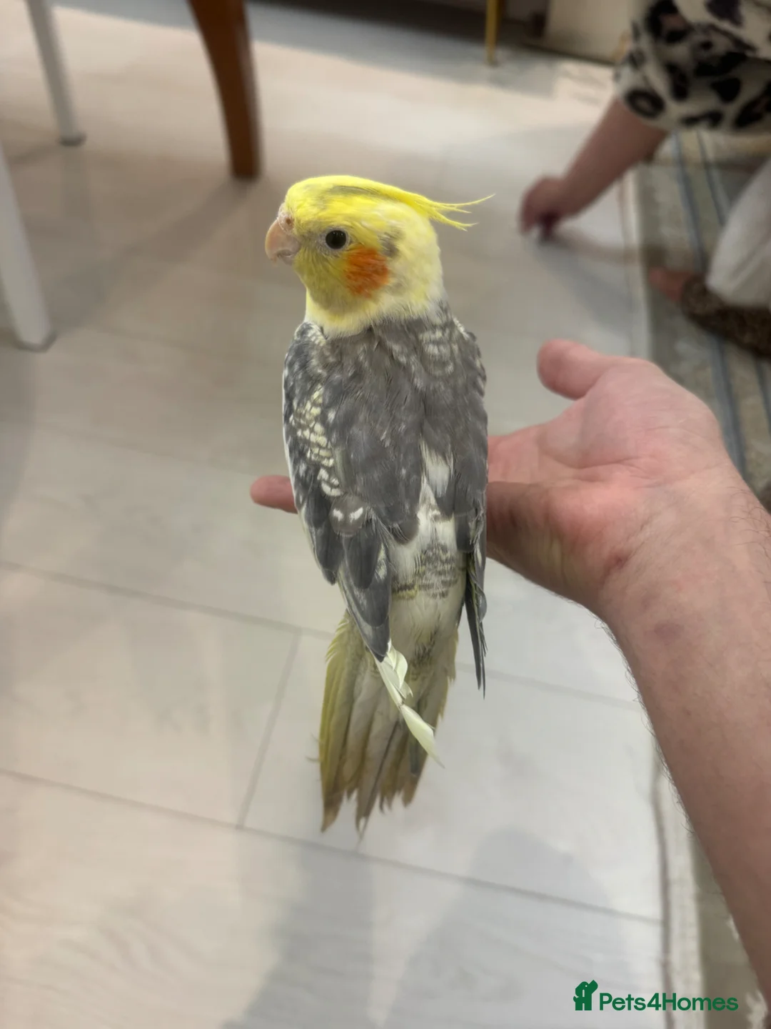 Cockatiels birds for sale: Male and female cockatiels  in Huddersfield - Advert 1