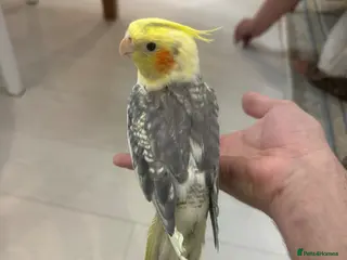 Cockatiels birds Male and female cockatiels - Advert 1