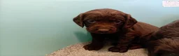 Cocker Spaniel dogs for sale: DNA tested cocker spaniels - Advert 4