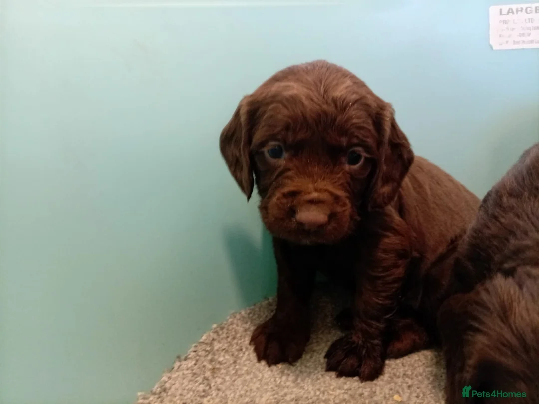 Cocker Spaniel dogs for sale: DNA tested cocker spaniels - Advert 19