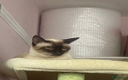 Siamese cats for sale: Siamese cat for sale - Image 7