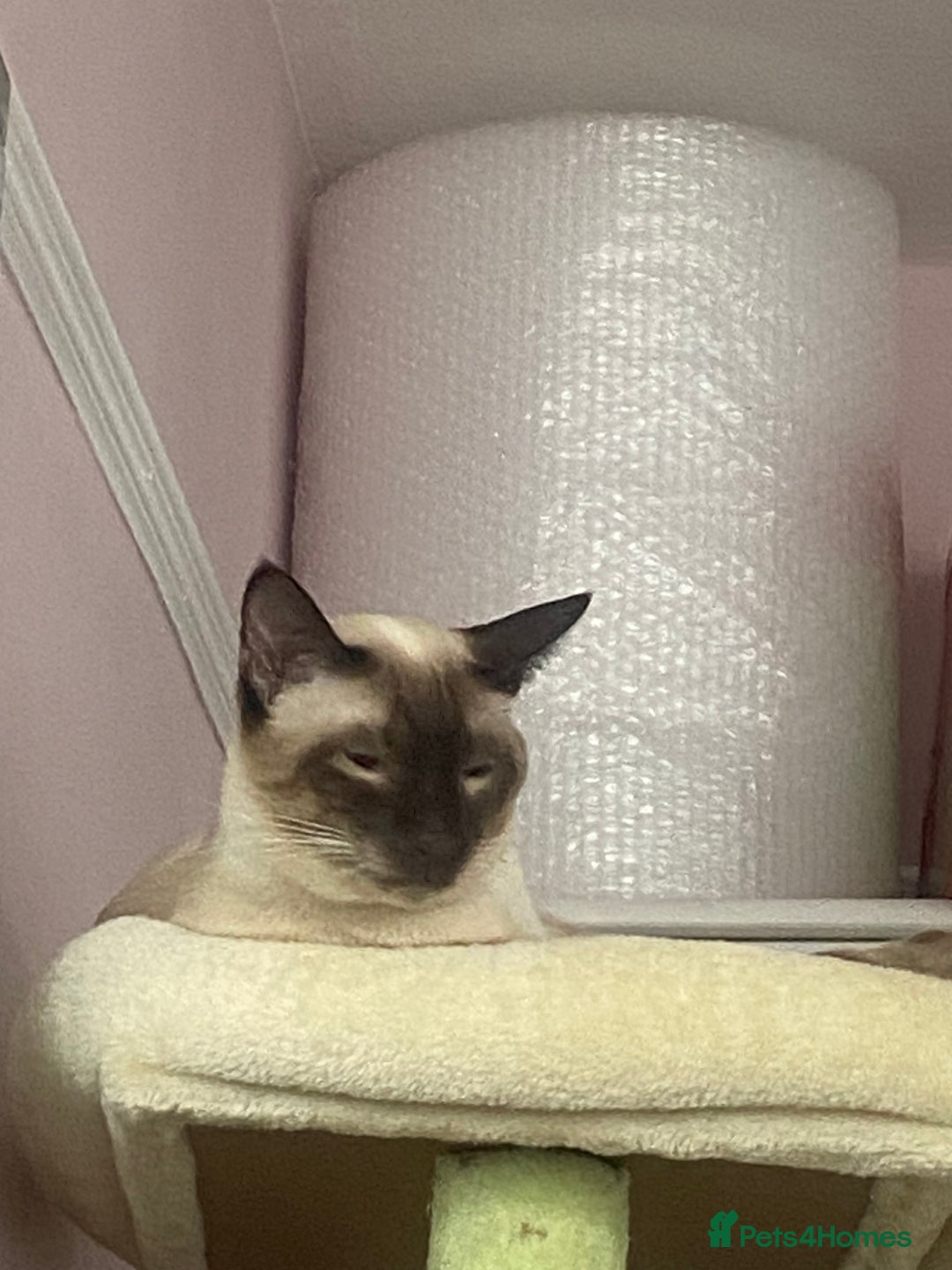 Siamese cats for sale: Siamese cat for sale - Image 7