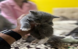 British Shorthair cats for sale: British short hair kittens looking forever home  - Image 4