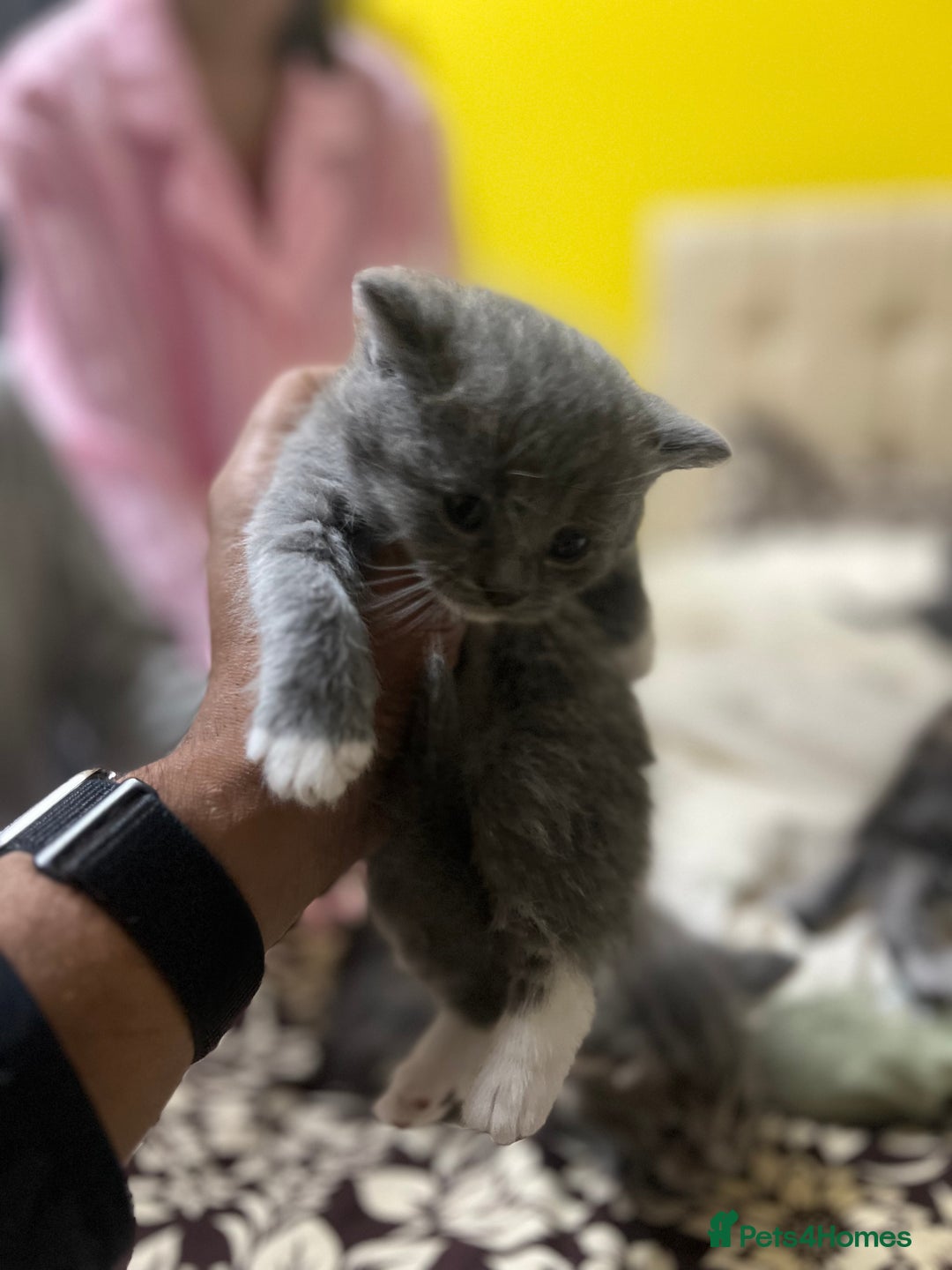 British Shorthair cats for sale: British short hair kittens looking forever home  - Image 4