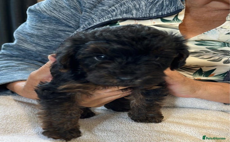 Yorkiepoo dogs - Advert 1